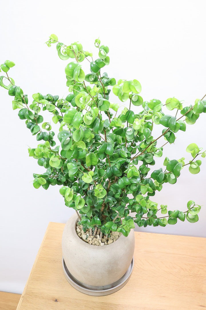 【ベンジャミン バロック】APEGO新作のかわいいPOT。まん丸としたフォルムとバロックの葉のフォルムが良い感じに合います！