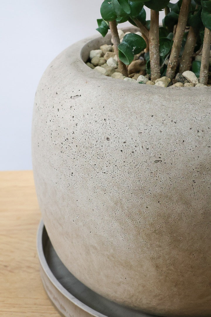 【ベンジャミン バロック】APEGO新作のかわいいPOT。まん丸としたフォルムとバロックの葉のフォルムが良い感じに合います！