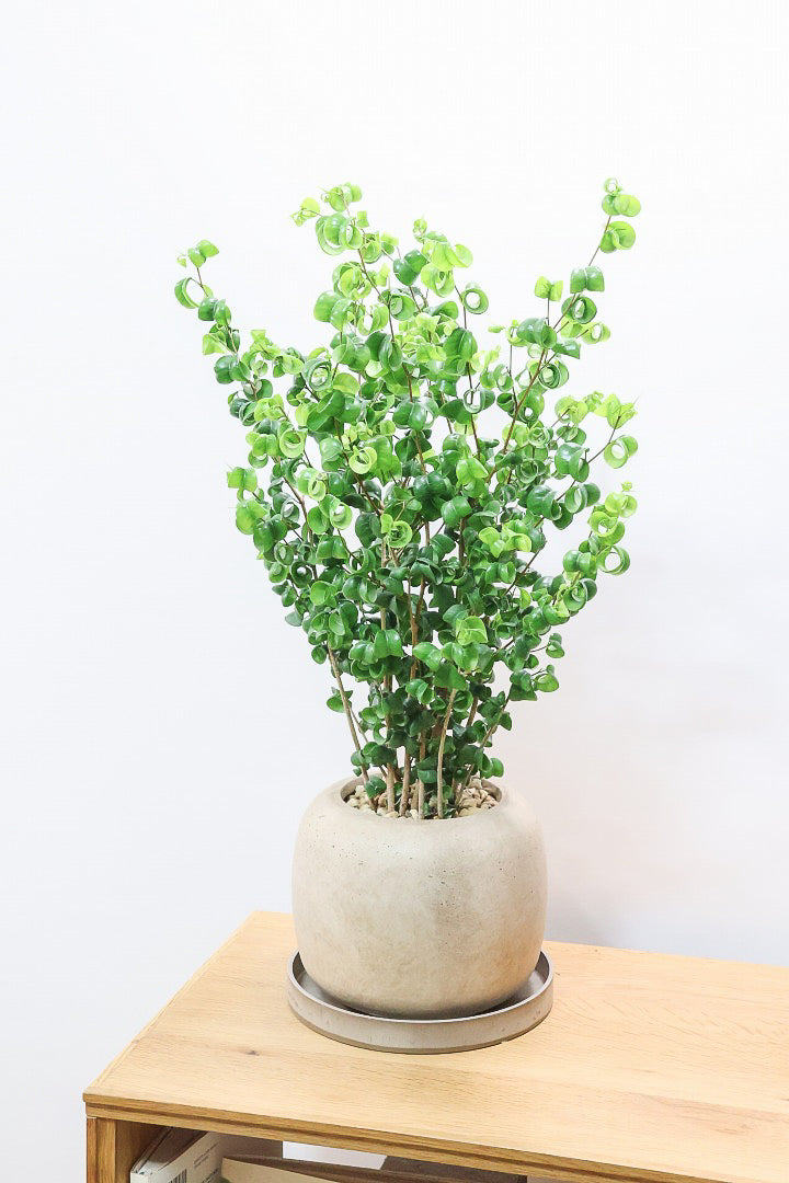 【ベンジャミン バロック】APEGO新作のかわいいPOT。まん丸としたフォルムとバロックの葉のフォルムが良い感じに合います！