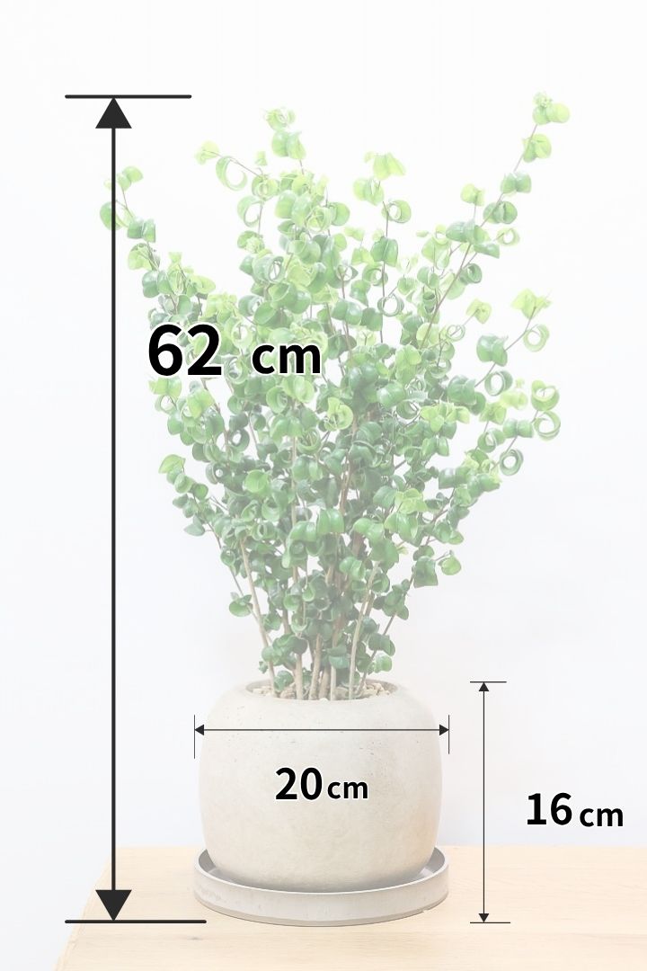 【ベンジャミン バロック】APEGO新作のかわいいPOT。まん丸としたフォルムとバロックの葉のフォルムが良い感じに合います！