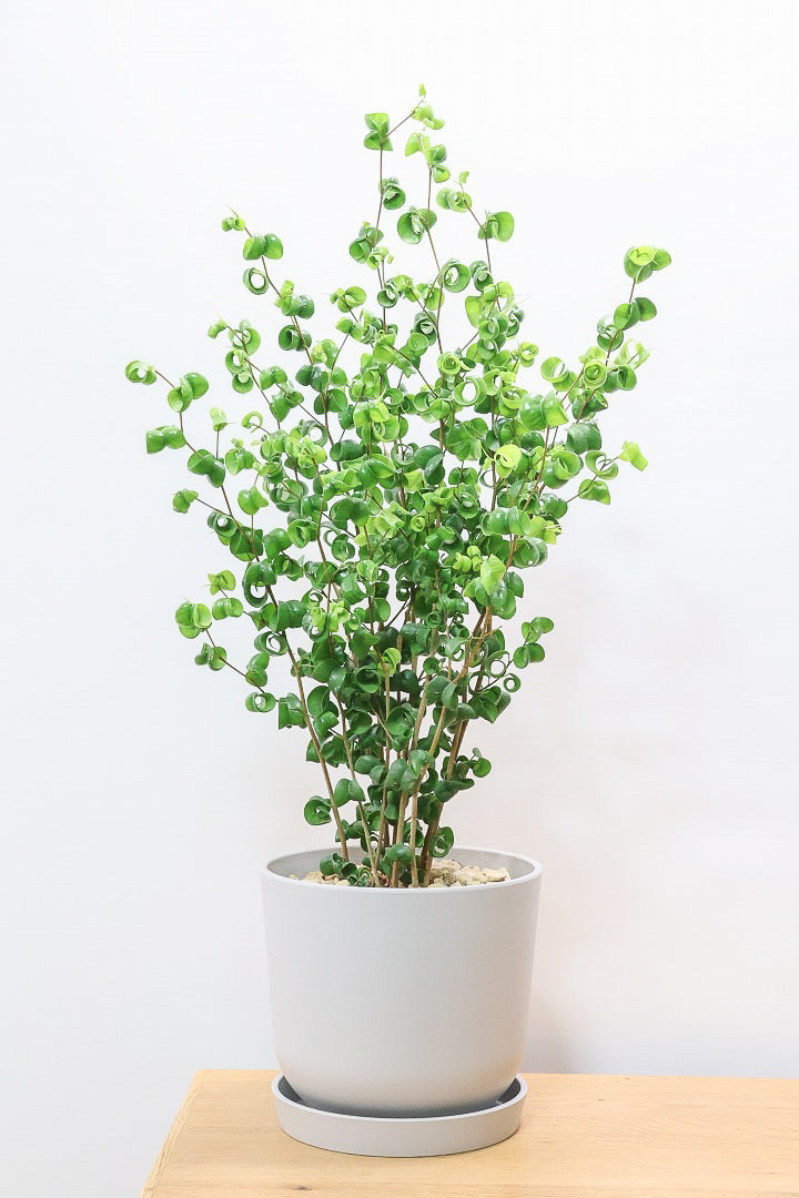 【ベンジャミン バロック】ご要望の多かったプラスチック鉢！プラ鉢なのでお買い得価格です！ボリュームも最高の逸品ですよ！