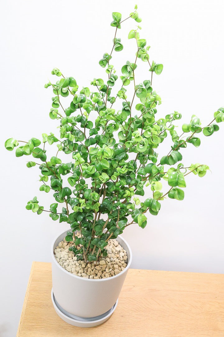 【ベンジャミン バロック】APEGO新作のかわいいPOT。まん丸としたフォルムとバロックの葉のフォルムが良い感じに合います！