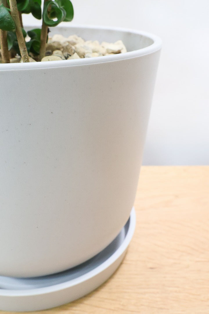 【ベンジャミン バロック】ご要望の多かったプラスチック鉢！プラ鉢なのでお買い得価格です！ボリュームも最高の逸品ですよ！