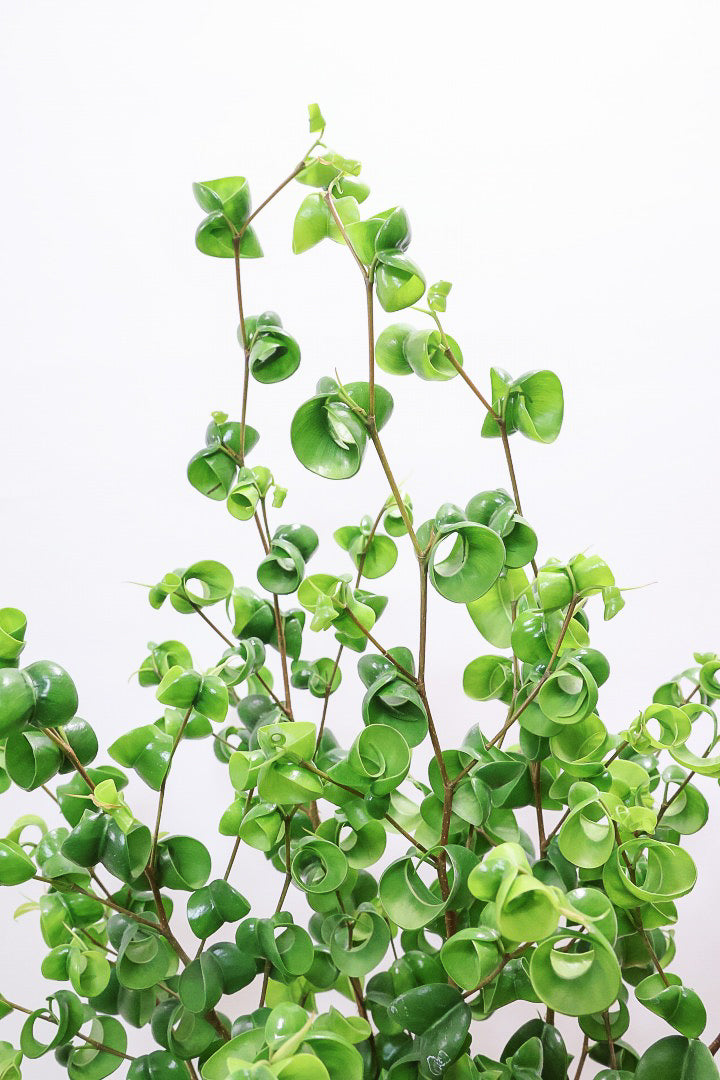 【ベンジャミン バロック】APEGO新作のかわいいPOT。まん丸としたフォルムとバロックの葉のフォルムが良い感じに合います！