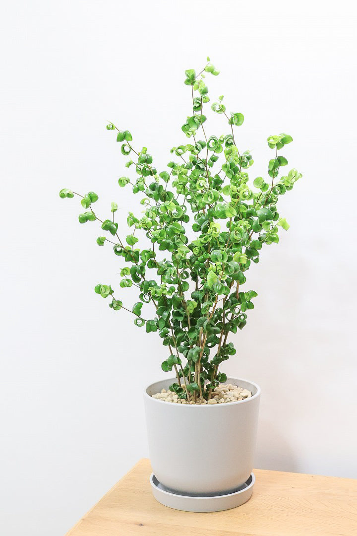 【ベンジャミン バロック】ご要望の多かったプラスチック鉢！プラ鉢なのでお買い得価格です！ボリュームも最高の逸品ですよ！