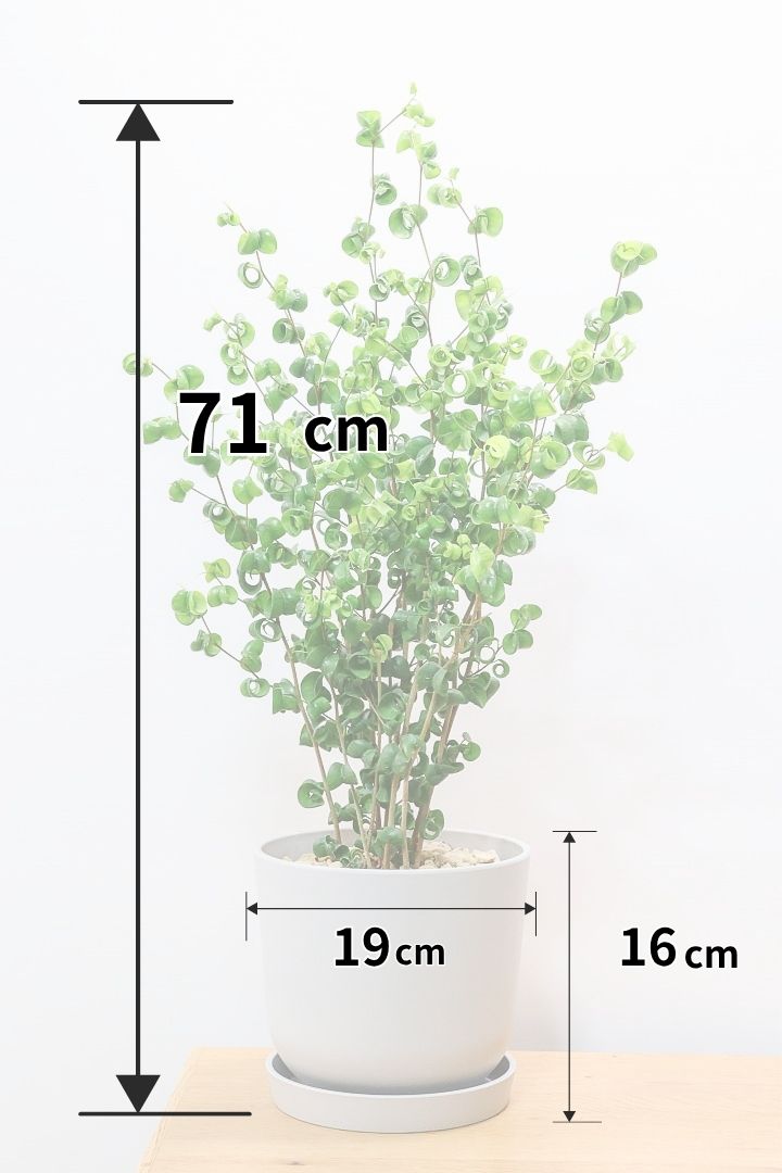 【ベンジャミン バロック】ご要望の多かったプラスチック鉢！プラ鉢なのでお買い得価格です！ボリュームも最高の逸品ですよ！