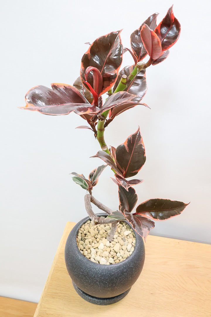 【フィカス ルビー】流れるような美しい幹！このサイズの曲樹形のものはかなり久々の入荷です！おすすめ！いい葉色しています！