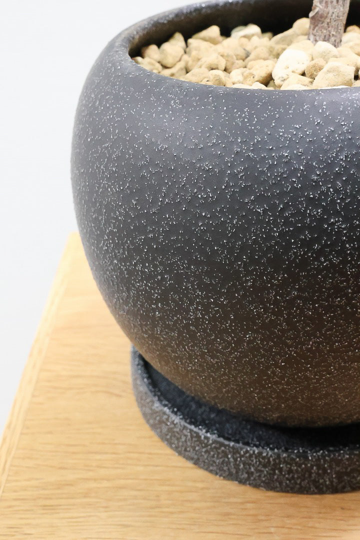 【フィカス ルビー】流れるような美しい幹！このサイズの曲樹形のものはかなり久々の入荷です！おすすめ！いい葉色しています！