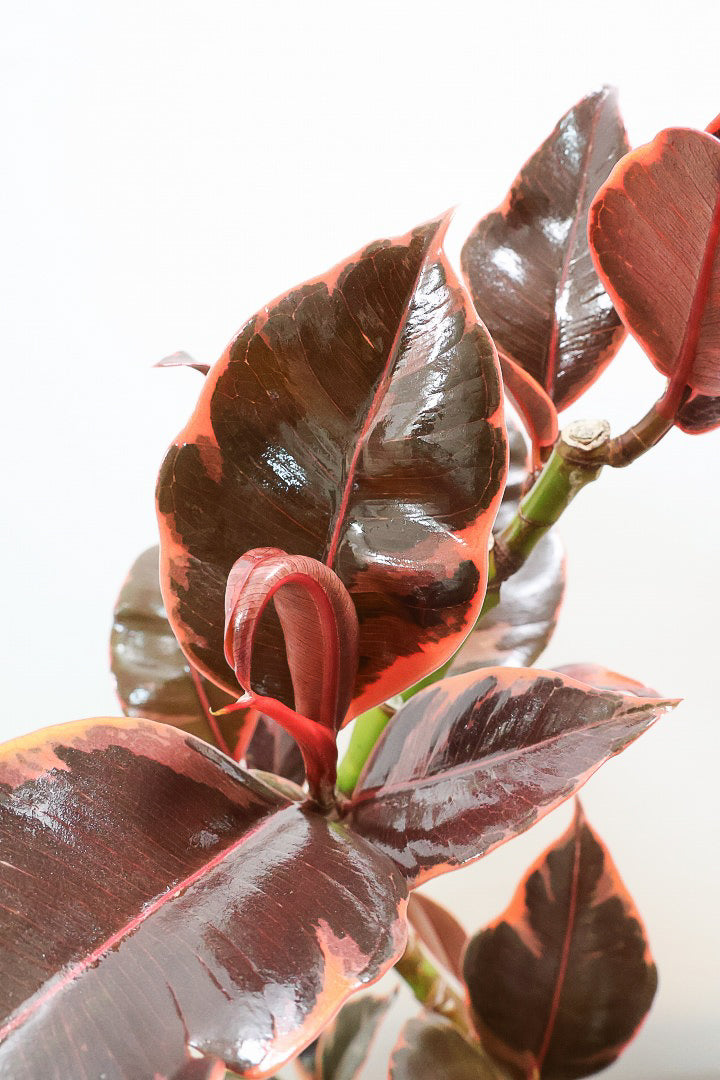 【フィカス ルビー】流れるような美しい幹！このサイズの曲樹形のものはかなり久々の入荷です！おすすめ！いい葉色しています！