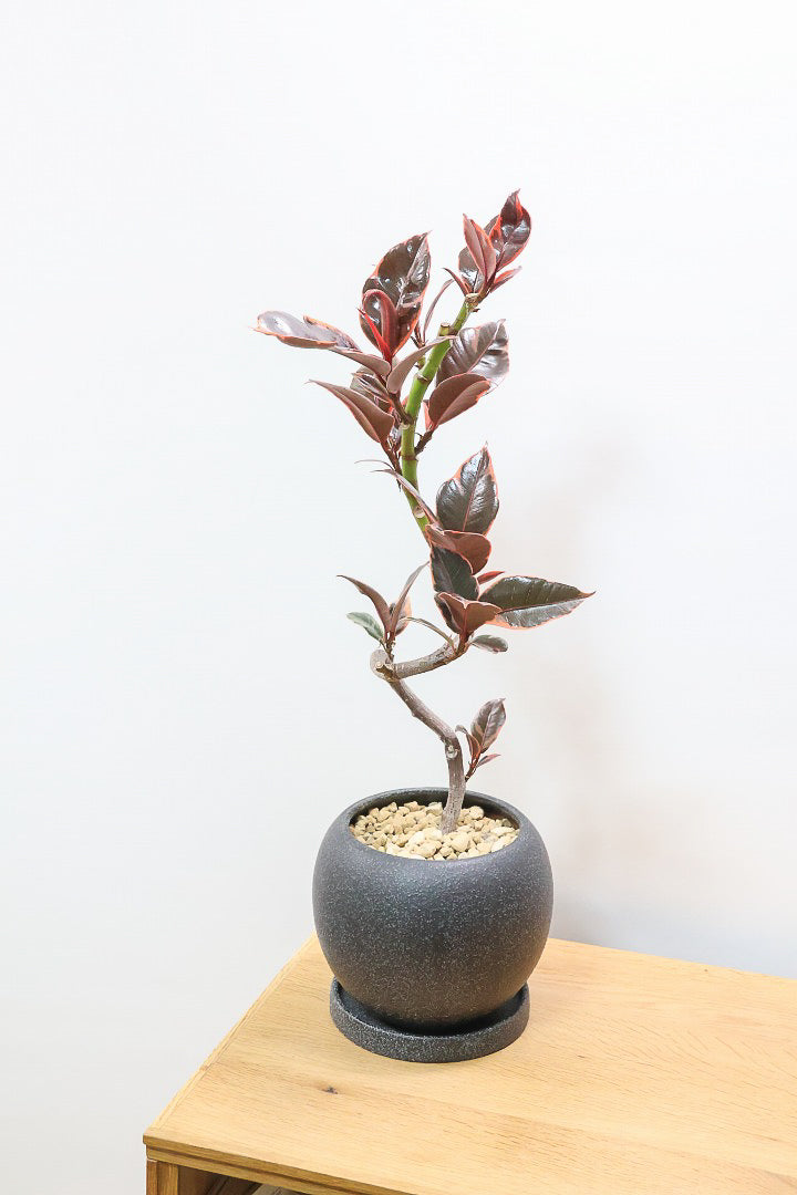 【フィカス ルビー】流れるような美しい幹！このサイズの曲樹形のものはかなり久々の入荷です！おすすめ！いい葉色しています！