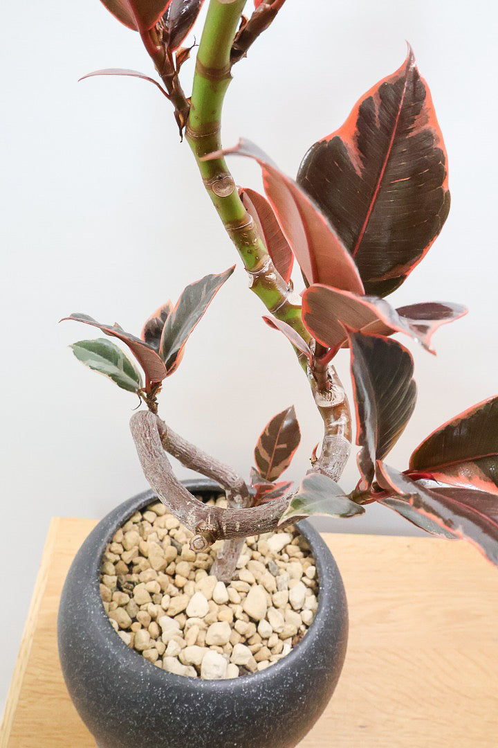 【フィカス ルビー】流れるような美しい幹！このサイズの曲樹形のものはかなり久々の入荷です！おすすめ！いい葉色しています！