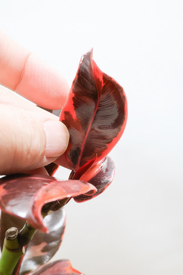 【フィカス ルビー】流れるような美しい幹！このサイズの曲樹形のものはかなり久々の入荷です！おすすめ！いい葉色しています！