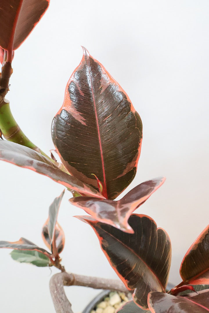 【フィカス ルビー】流れるような美しい幹！このサイズの曲樹形のものはかなり久々の入荷です！おすすめ！いい葉色しています！