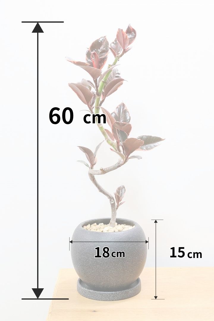 【フィカス ルビー】流れるような美しい幹！このサイズの曲樹形のものはかなり久々の入荷です！おすすめ！いい葉色しています！