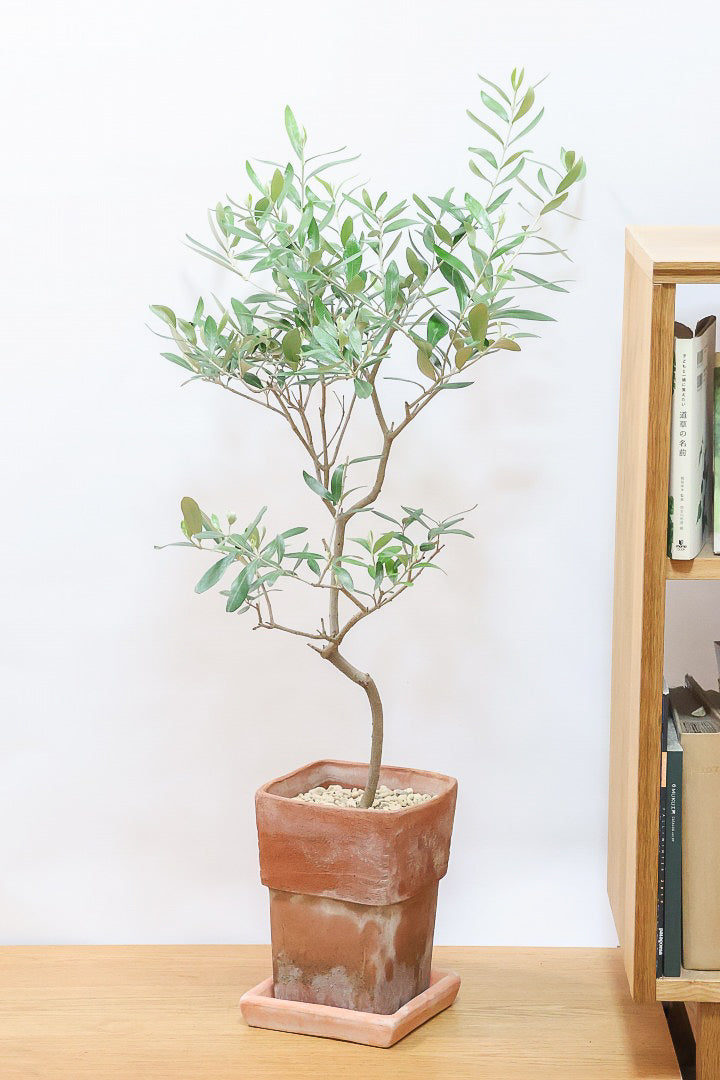 【オリーブ】かわいいサイズ！お庭や玄関ポーチなどにオススメのサイズ感です。育てやすく丈夫ですので、ぜひともご検討ください！