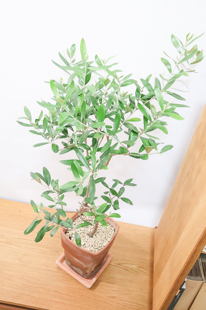 【オリーブ】かわいいサイズ！お庭や玄関ポーチなどにオススメのサイズ感です。育てやすく丈夫ですので、ぜひともご検討ください！