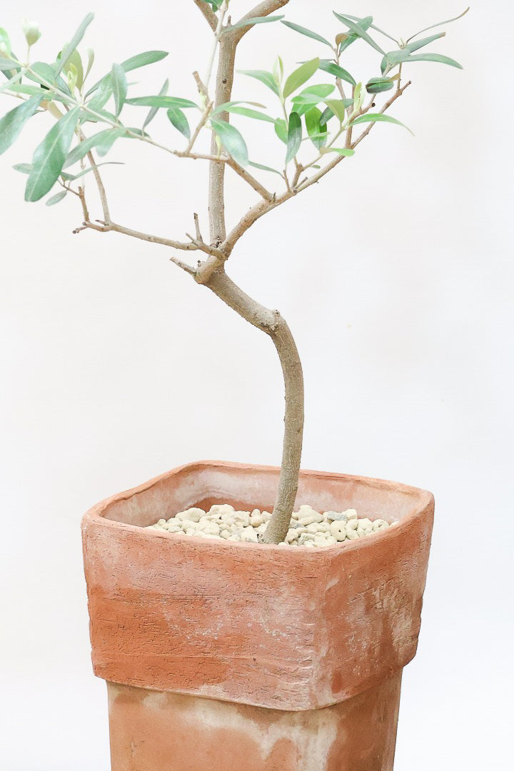 【オリーブ】かわいいサイズ！お庭や玄関ポーチなどにオススメのサイズ感です。育てやすく丈夫ですので、ぜひともご検討ください！