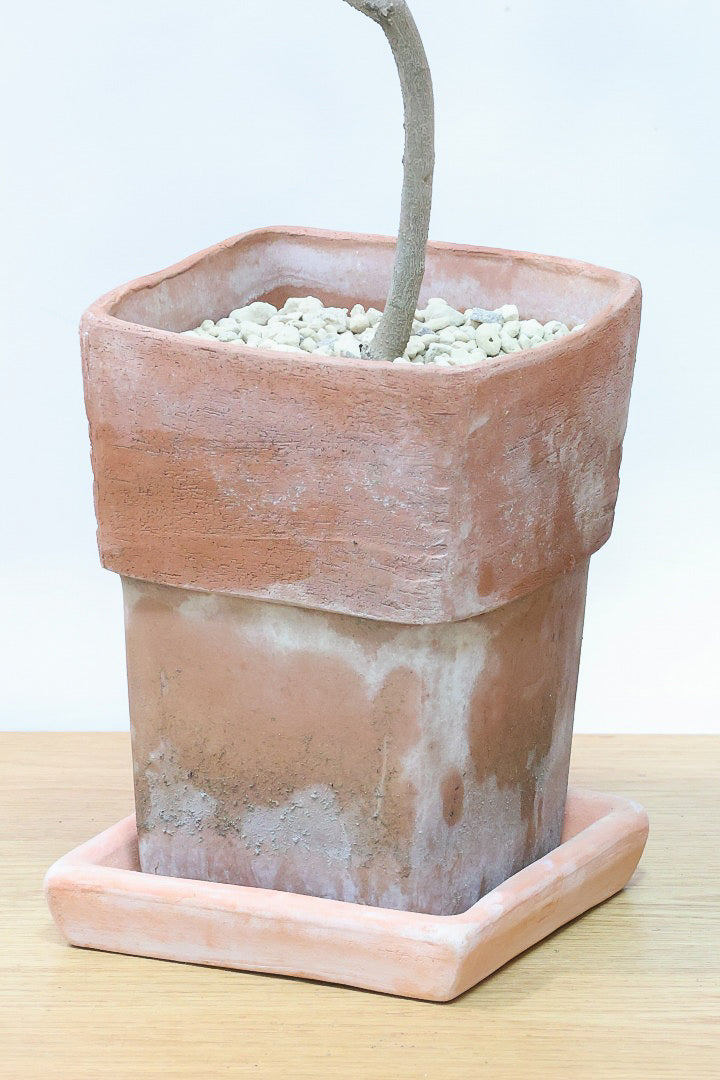 【オリーブ】かわいいサイズ！お庭や玄関ポーチなどにオススメのサイズ感です。育てやすく丈夫ですので、ぜひともご検討ください！