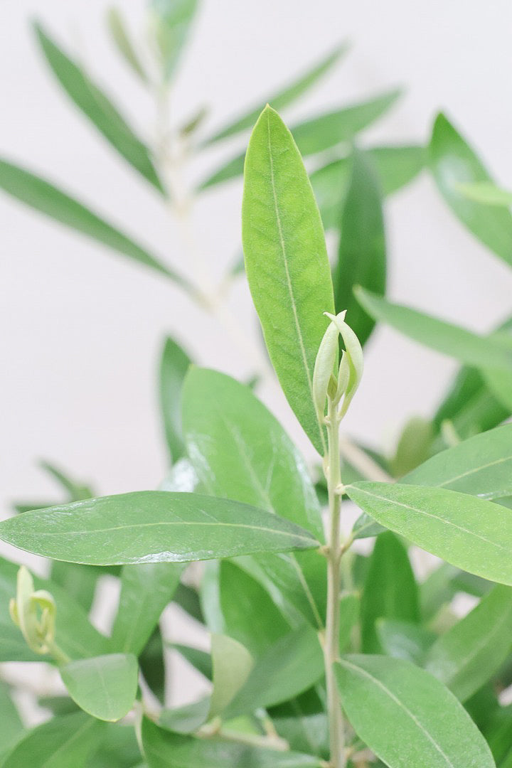 【オリーブ】かわいいサイズ！お庭や玄関ポーチなどにオススメのサイズ感です。育てやすく丈夫ですので、ぜひともご検討ください！