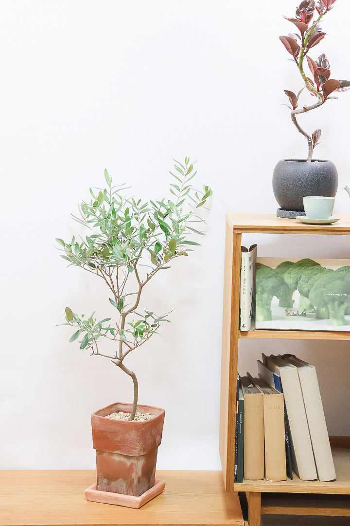 【オリーブ】かわいいサイズ！お庭や玄関ポーチなどにオススメのサイズ感です。育てやすく丈夫ですので、ぜひともご検討ください！