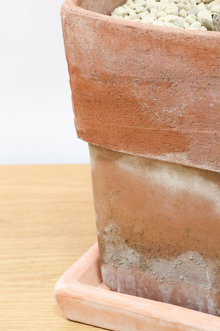 【オリーブ】かわいいサイズ！お庭や玄関ポーチなどにオススメのサイズ感です。育てやすく丈夫ですので、ぜひともご検討ください！