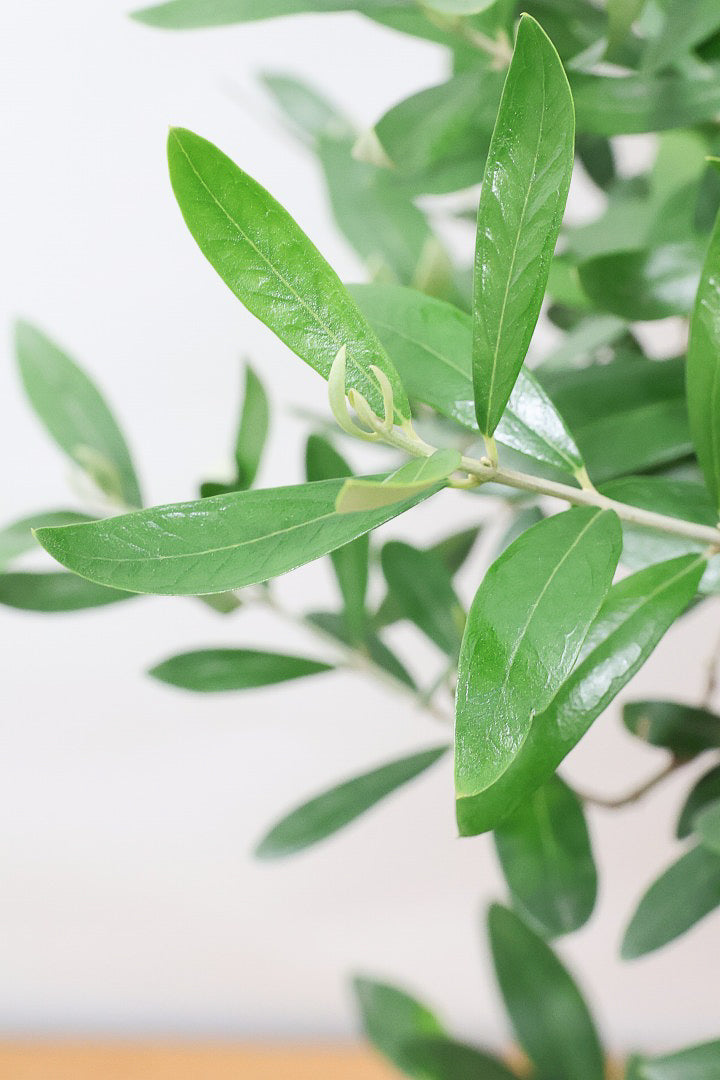 【オリーブ】かわいいサイズ！お庭や玄関ポーチなどにオススメのサイズ感です。育てやすく丈夫ですので、ぜひともご検討ください！