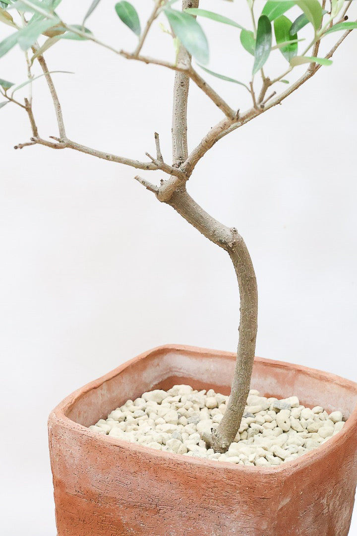 【オリーブ】かわいいサイズ！お庭や玄関ポーチなどにオススメのサイズ感です。育てやすく丈夫ですので、ぜひともご検討ください！