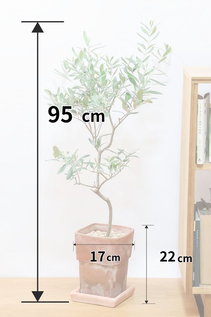 【オリーブ】かわいいサイズ！お庭や玄関ポーチなどにオススメのサイズ感です。育てやすく丈夫ですので、ぜひともご検討ください！
