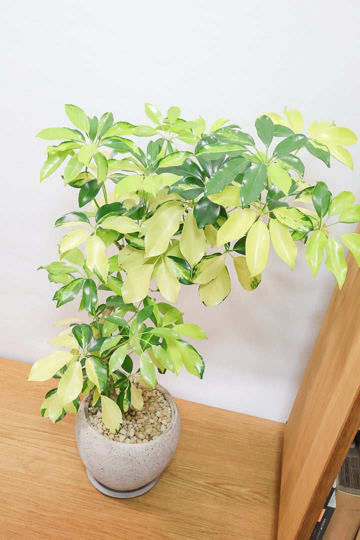 【シェフレラ ゴールドリーフ】シェフレラの中でも大き目の葉っぱ。あまり流通しない希少種ですのでおススメですよ！