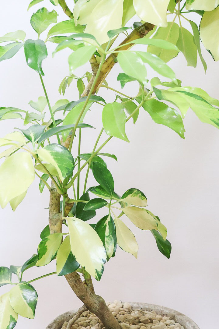 【シェフレラ ゴールドリーフ】シェフレラの中でも大き目の葉っぱ。あまり流通しない希少種ですのでおススメですよ！