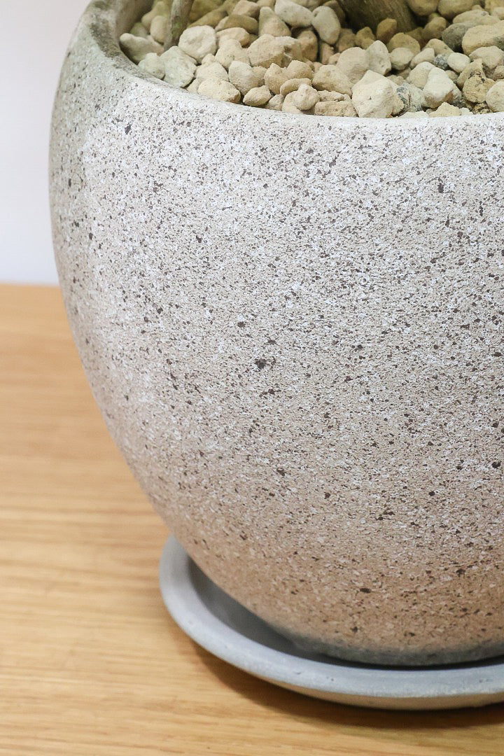 【シェフレラ ゴールドリーフ】シェフレラの中でも大き目の葉っぱ。あまり流通しない希少種ですのでおススメですよ！