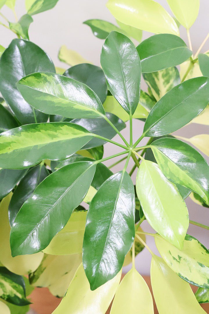 【シェフレラ ゴールドリーフ】シェフレラの中でも大き目の葉っぱ。あまり流通しない希少種ですのでおススメですよ！