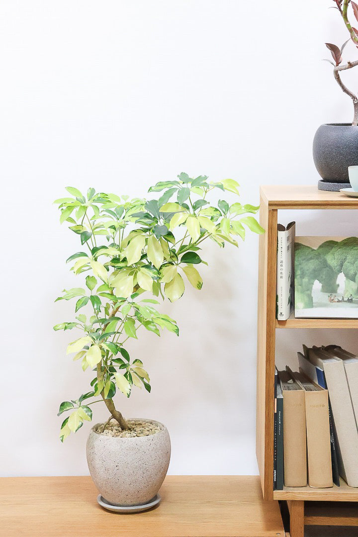 【シェフレラ ゴールドリーフ】シェフレラの中でも大き目の葉っぱ。あまり流通しない希少種ですのでおススメですよ！