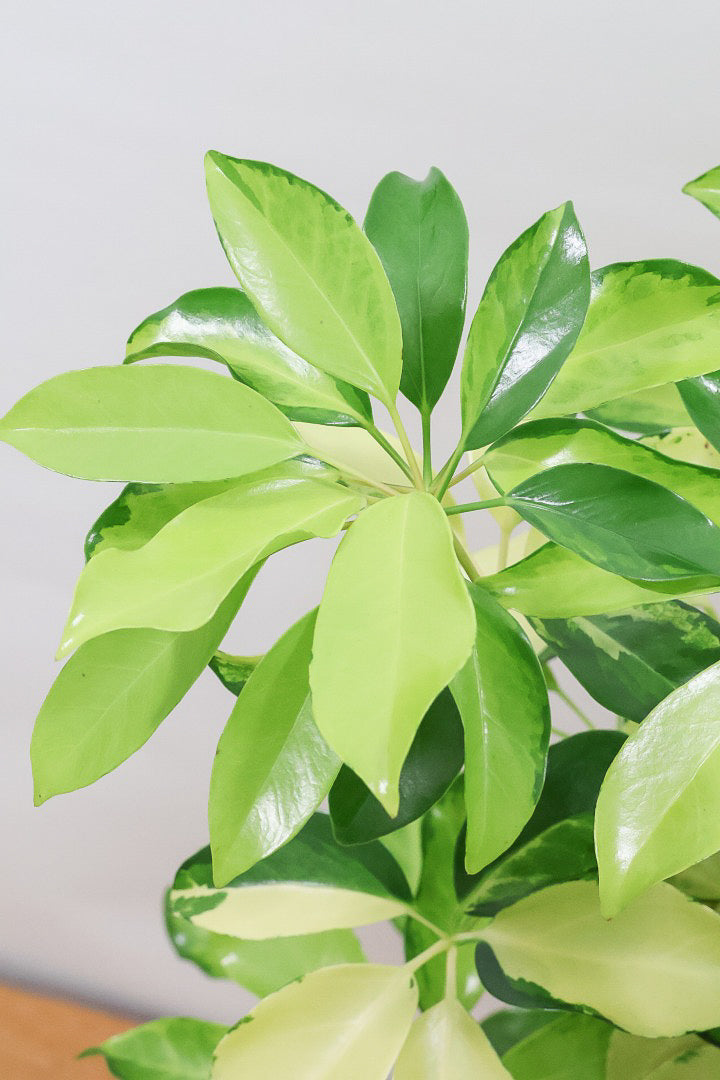 【シェフレラ ゴールドリーフ】シェフレラの中でも大き目の葉っぱ。あまり流通しない希少種ですのでおススメですよ！