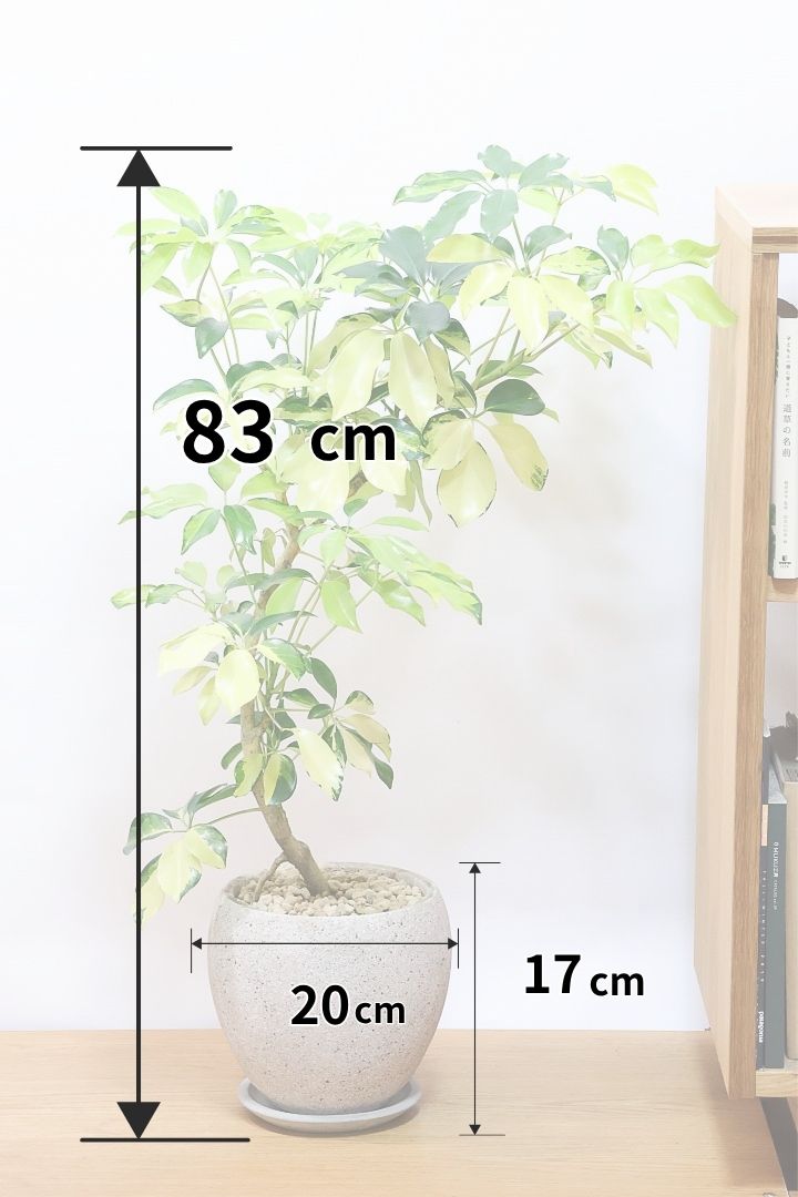 シェフレラ ゴールドリーフCO61598| 観葉植物の通信販売 | APEGO(アペーゴ)