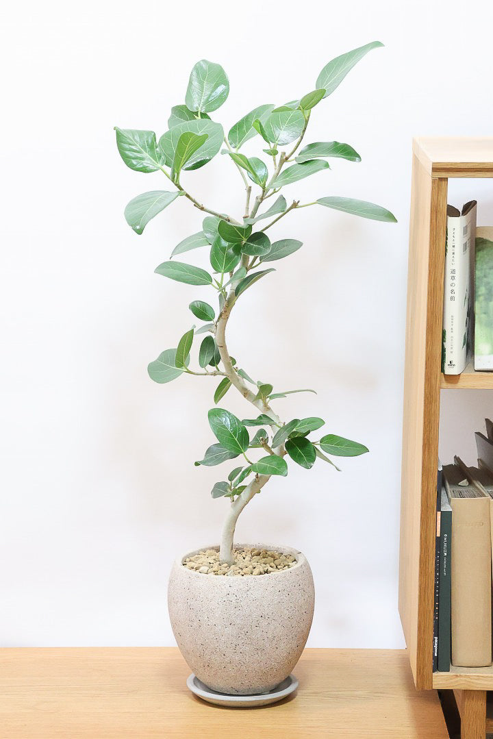 【ベンガレンシス】しっかりと時間をかけて仕立てられた素晴らしい樹形！全体のバランスもGOODです！