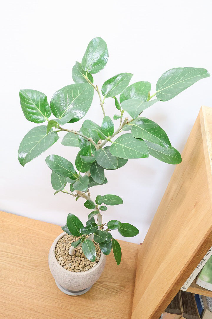 【ベンガレンシス】しっかりと時間をかけて仕立てられた素晴らしい樹形！全体のバランスもGOODです！