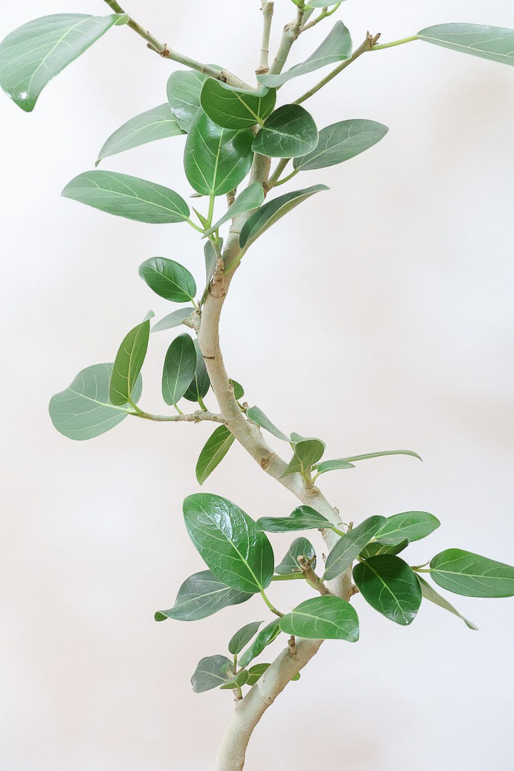 【ベンガレンシス】しっかりと時間をかけて仕立てられた素晴らしい樹形！全体のバランスもGOODです！