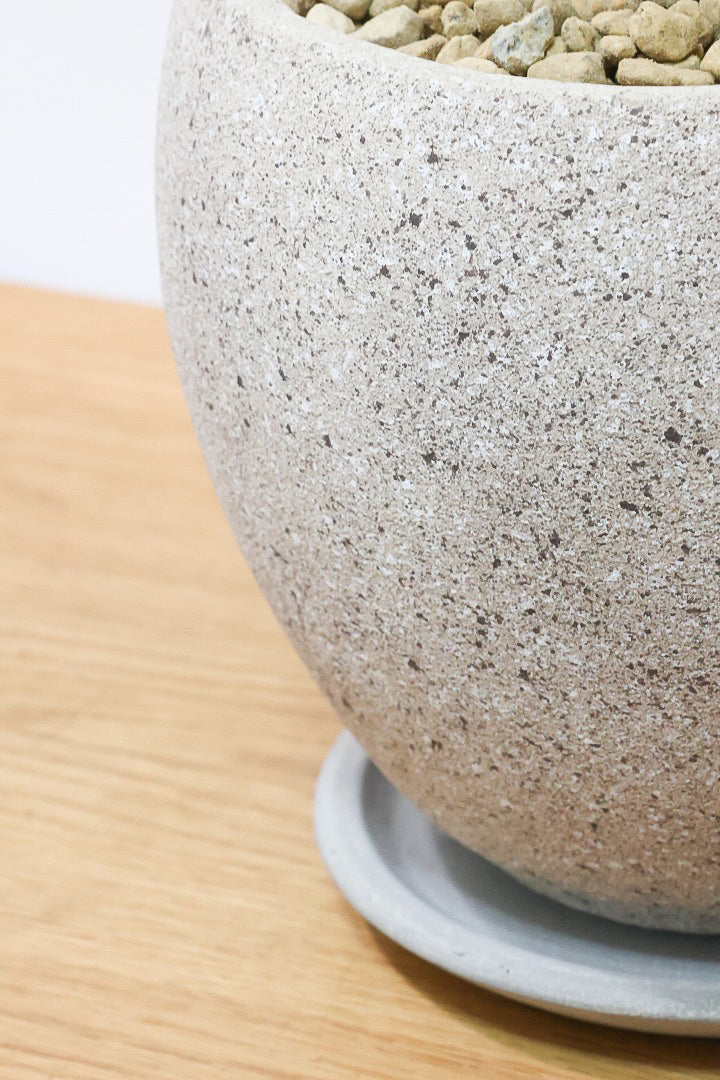 【ベンガレンシス】しっかりと時間をかけて仕立てられた素晴らしい樹形！全体のバランスもGOODです！