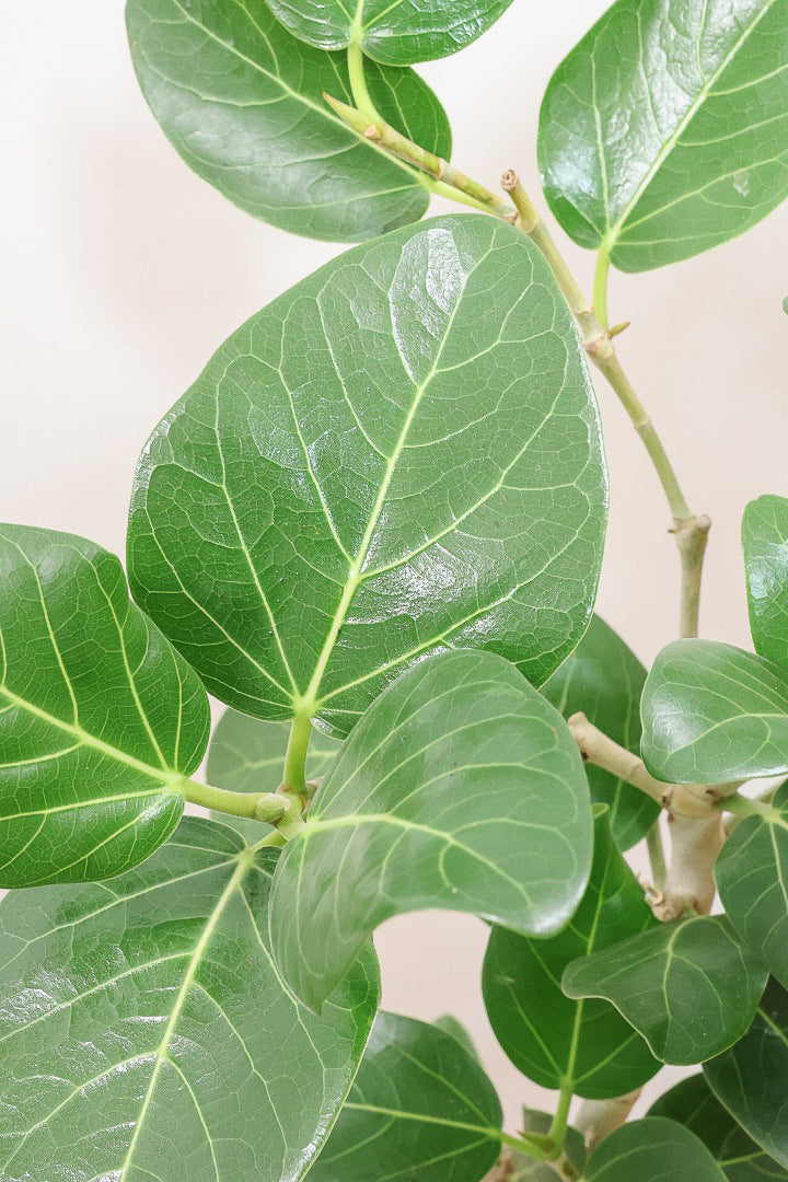 【ベンガレンシス】しっかりと時間をかけて仕立てられた素晴らしい樹形！全体のバランスもGOODです！