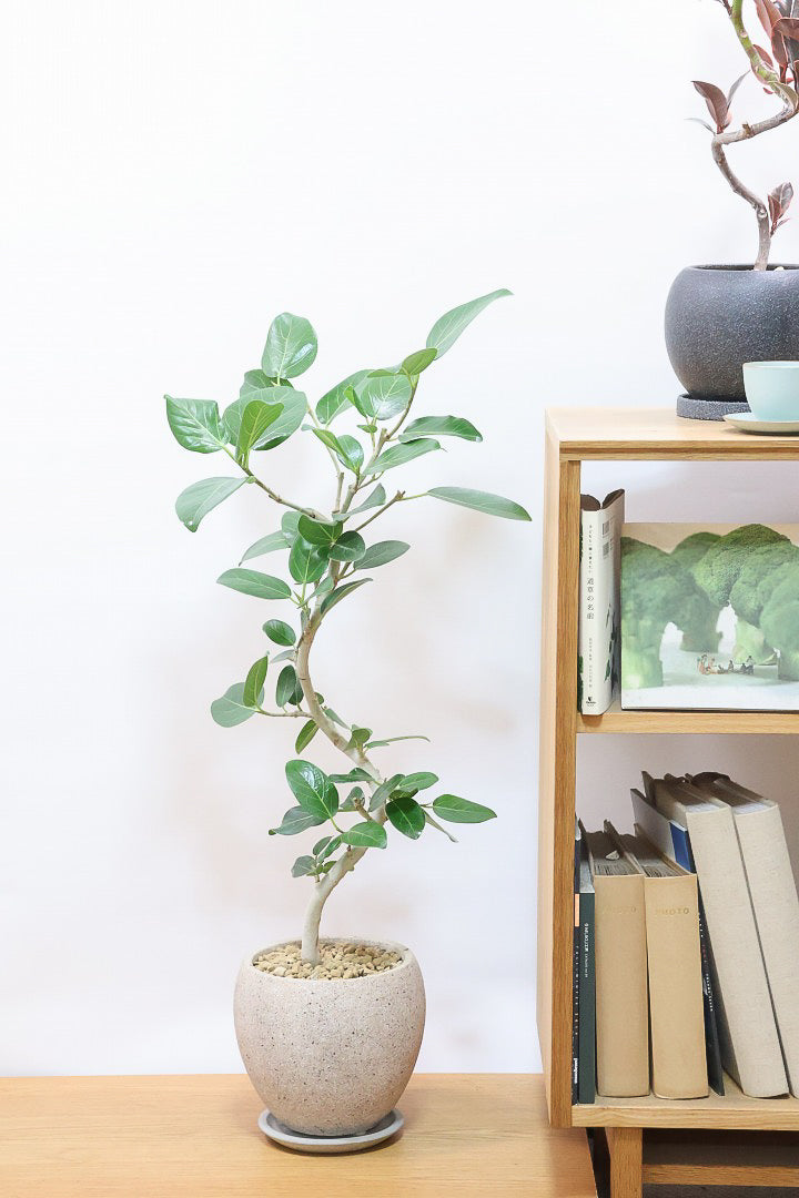 【ベンガレンシス】しっかりと時間をかけて仕立てられた素晴らしい樹形！全体のバランスもGOODです！