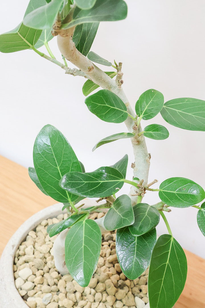 【ベンガレンシス】しっかりと時間をかけて仕立てられた素晴らしい樹形！全体のバランスもGOODです！