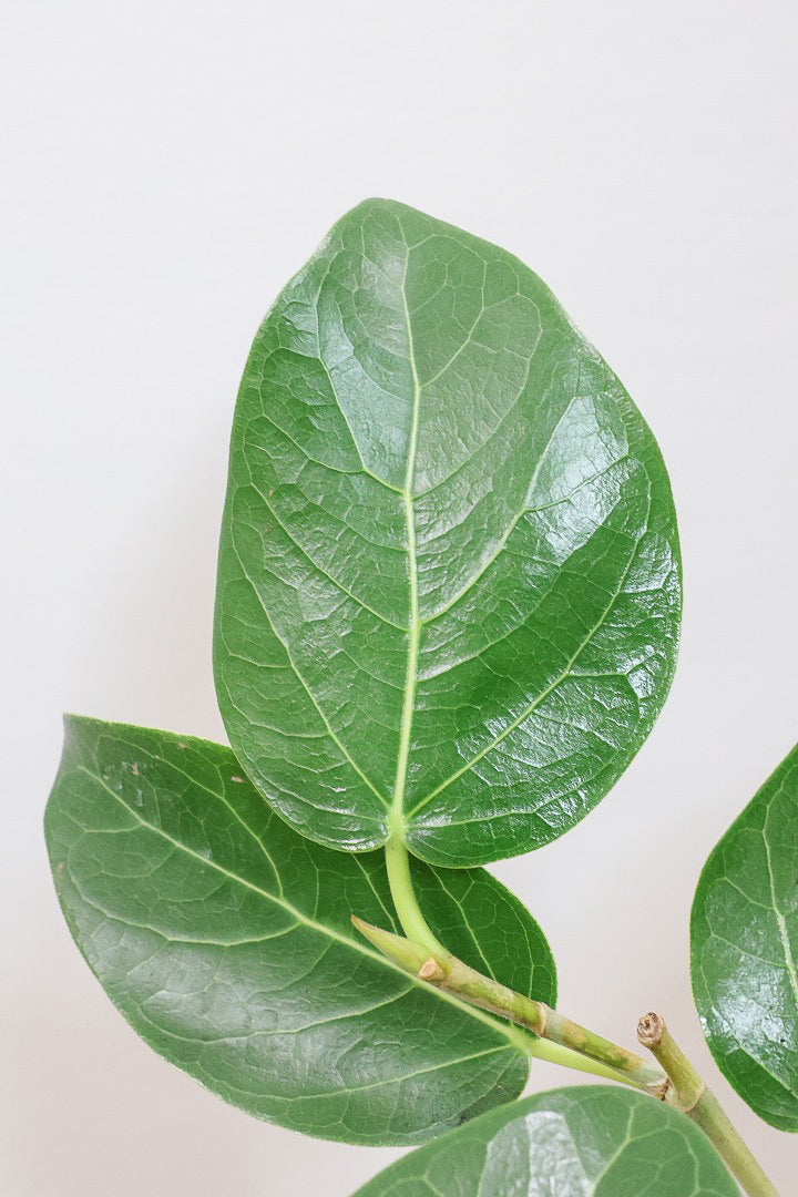 【ベンガレンシス】しっかりと時間をかけて仕立てられた素晴らしい樹形！全体のバランスもGOODです！