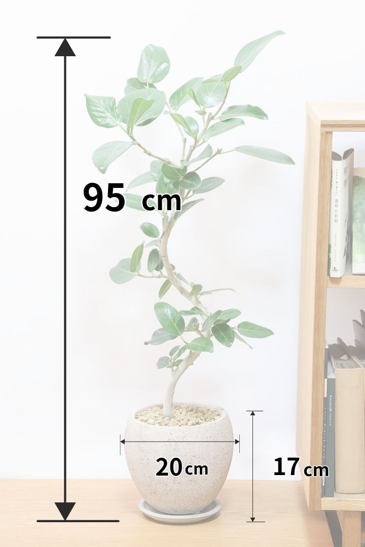 【ベンガレンシス】しっかりと時間をかけて仕立てられた素晴らしい樹形！全体のバランスもGOODです！