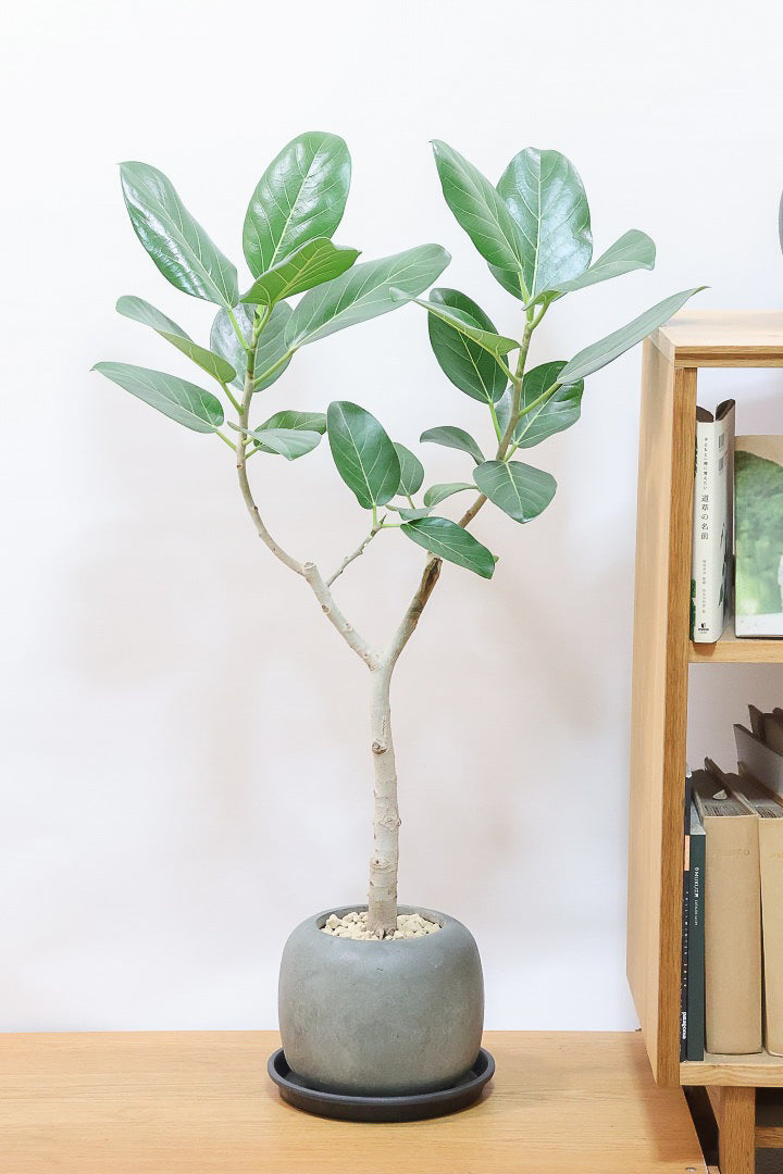 【フィカス ベンガレンシス】太い幹と趣のある全体のフォルム。このような樹形はめったに出会えません！