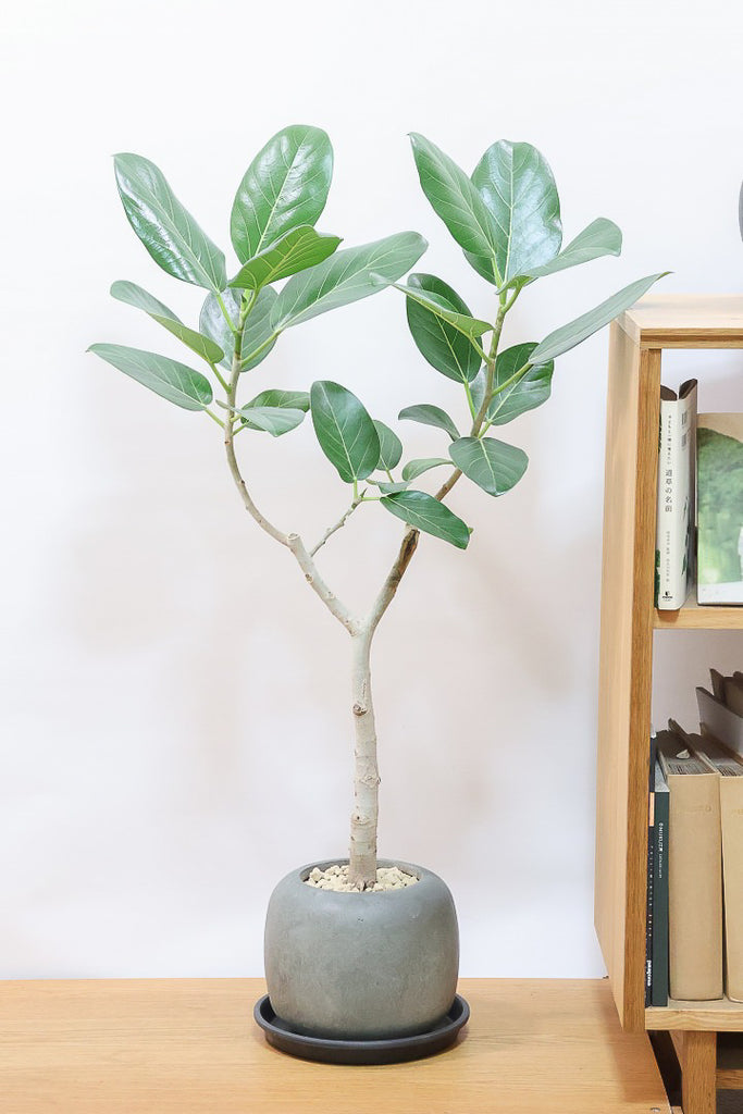 フィカス ベンガレンシスGL61600| 観葉植物の通信販売 | APEGO(アペーゴ)