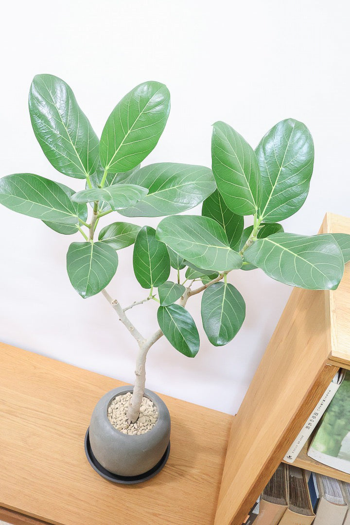 【フィカス ベンガレンシス】太い幹と趣のある全体のフォルム。このような樹形はめったに出会えません！