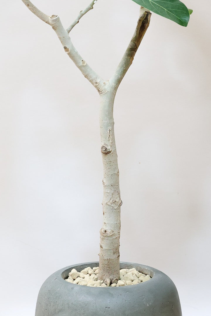 【フィカス ベンガレンシス】太い幹と趣のある全体のフォルム。このような樹形はめったに出会えません！