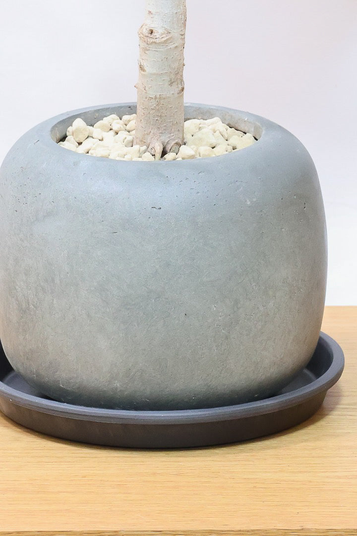 【フィカス ベンガレンシス】太い幹と趣のある全体のフォルム。このような樹形はめったに出会えません！