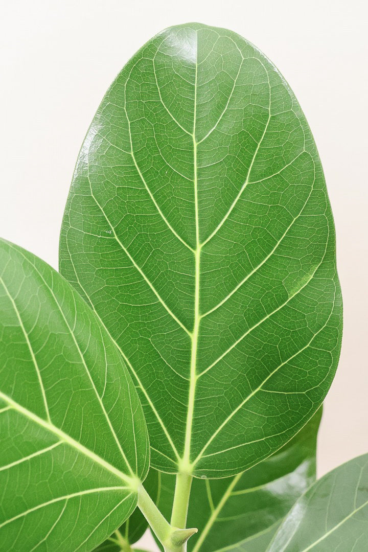 【フィカス ベンガレンシス】太い幹と趣のある全体のフォルム。このような樹形はめったに出会えません！